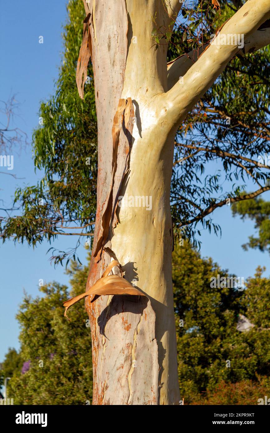 Écorce s'écaille du tronc de l'eucalyptus à Sydney, Nouvelle-Galles du Sud, Australie (photo de Tara Chand Malhotra) Banque D'Images