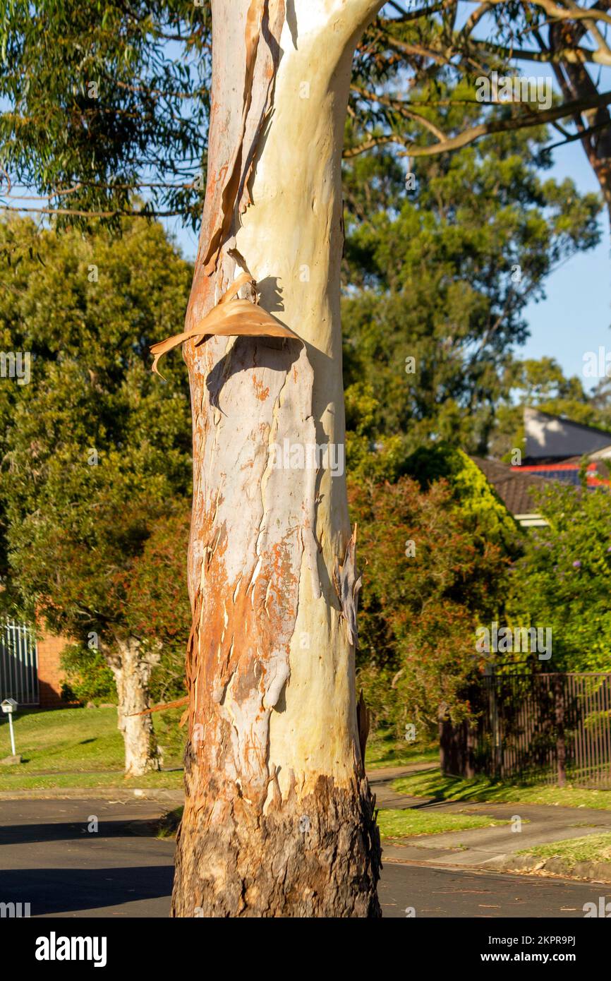 Écorce s'écaille du tronc de l'eucalyptus à Sydney, Nouvelle-Galles du Sud, Australie (photo de Tara Chand Malhotra) Banque D'Images
