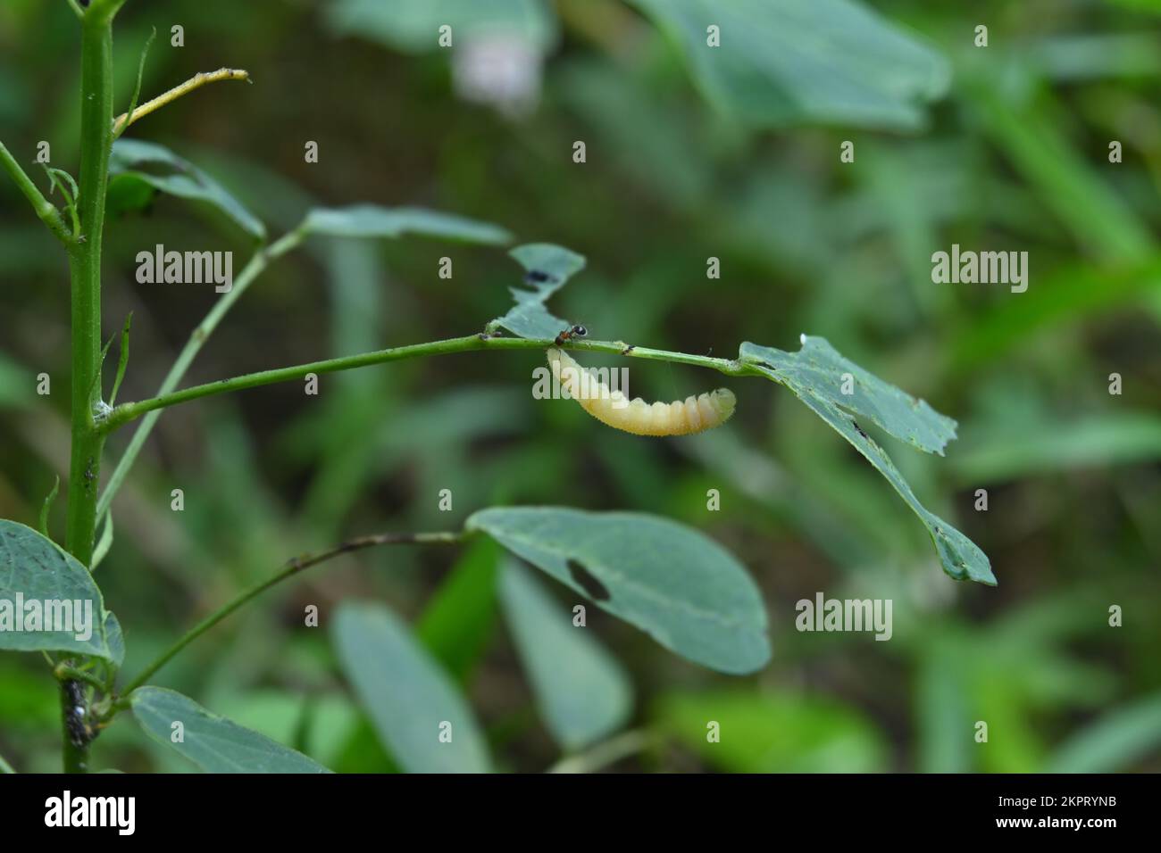 Un fourmi-feu rouge effectue une inspection sur un corps mort d'une chenille qui est accroché sur une brochure. Cette chenille est morte avant de terminer sa chrysalide Banque D'Images