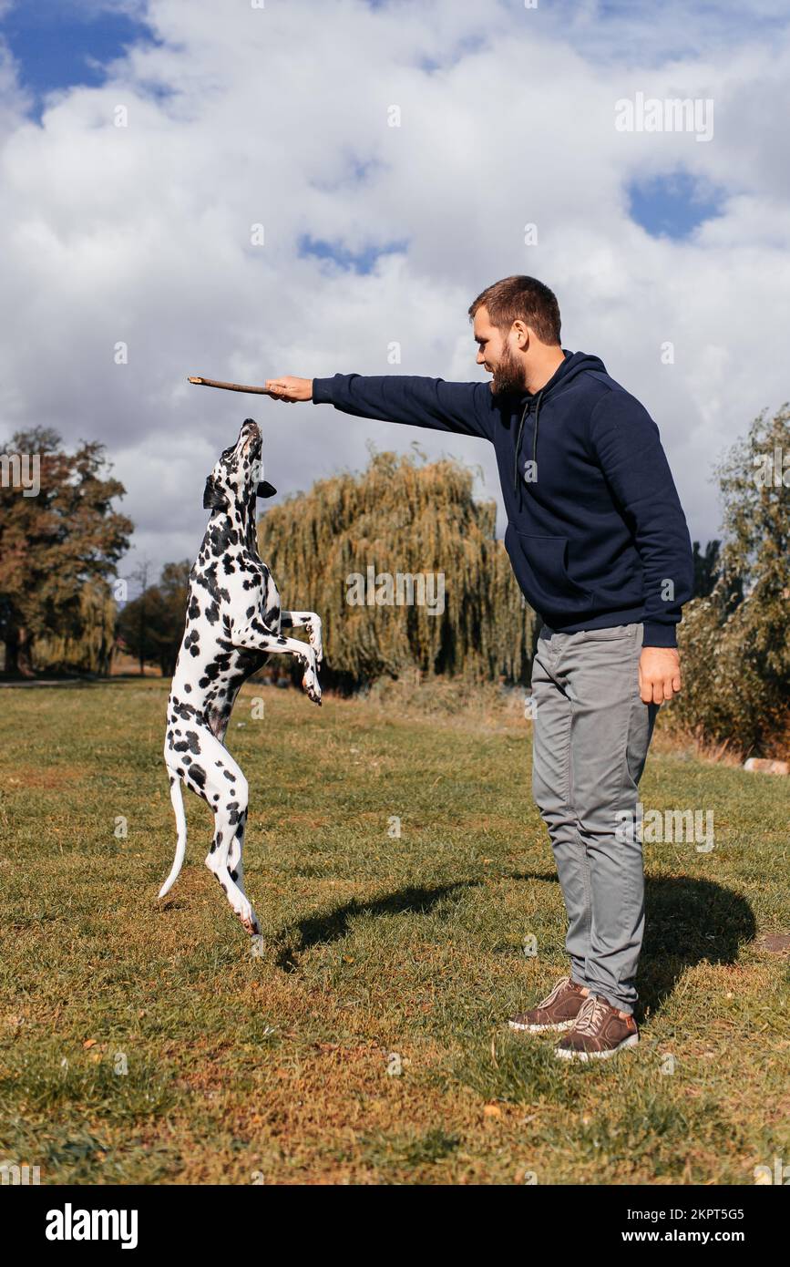 Un gars joue avec son chien dalmatien avec un bâton. Banque D'Images