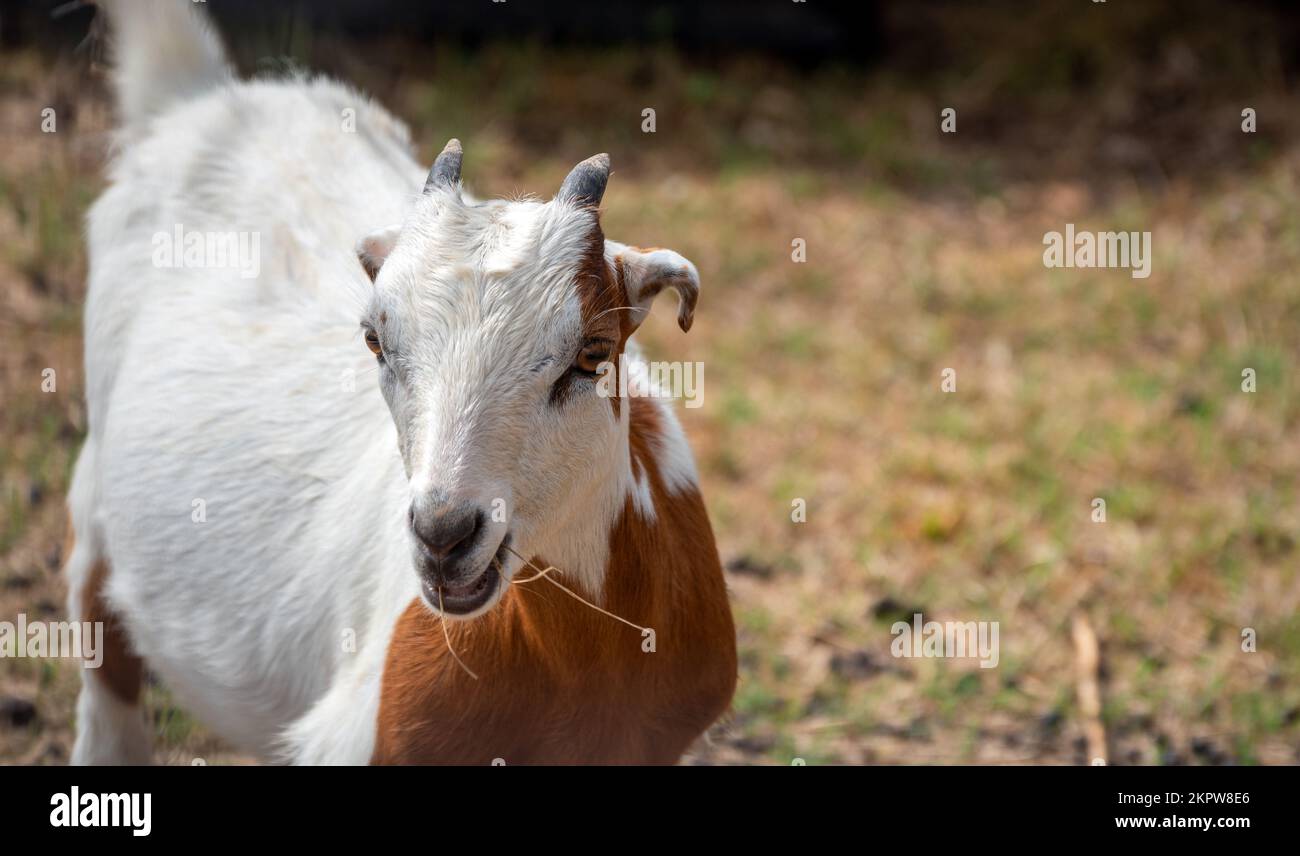 Une adorable jeune chèvre à courte oreille aime grignoter de la paille savoureuse. Bokeh. Banque D'Images