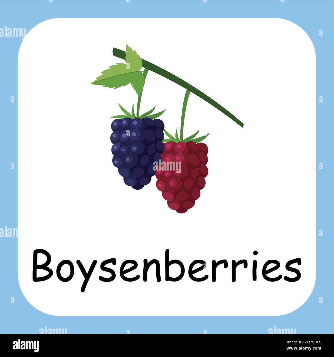 Boysenberries clip Art, Illustration pour enfants, dessin animé fruit illustration Illustration de Vecteur