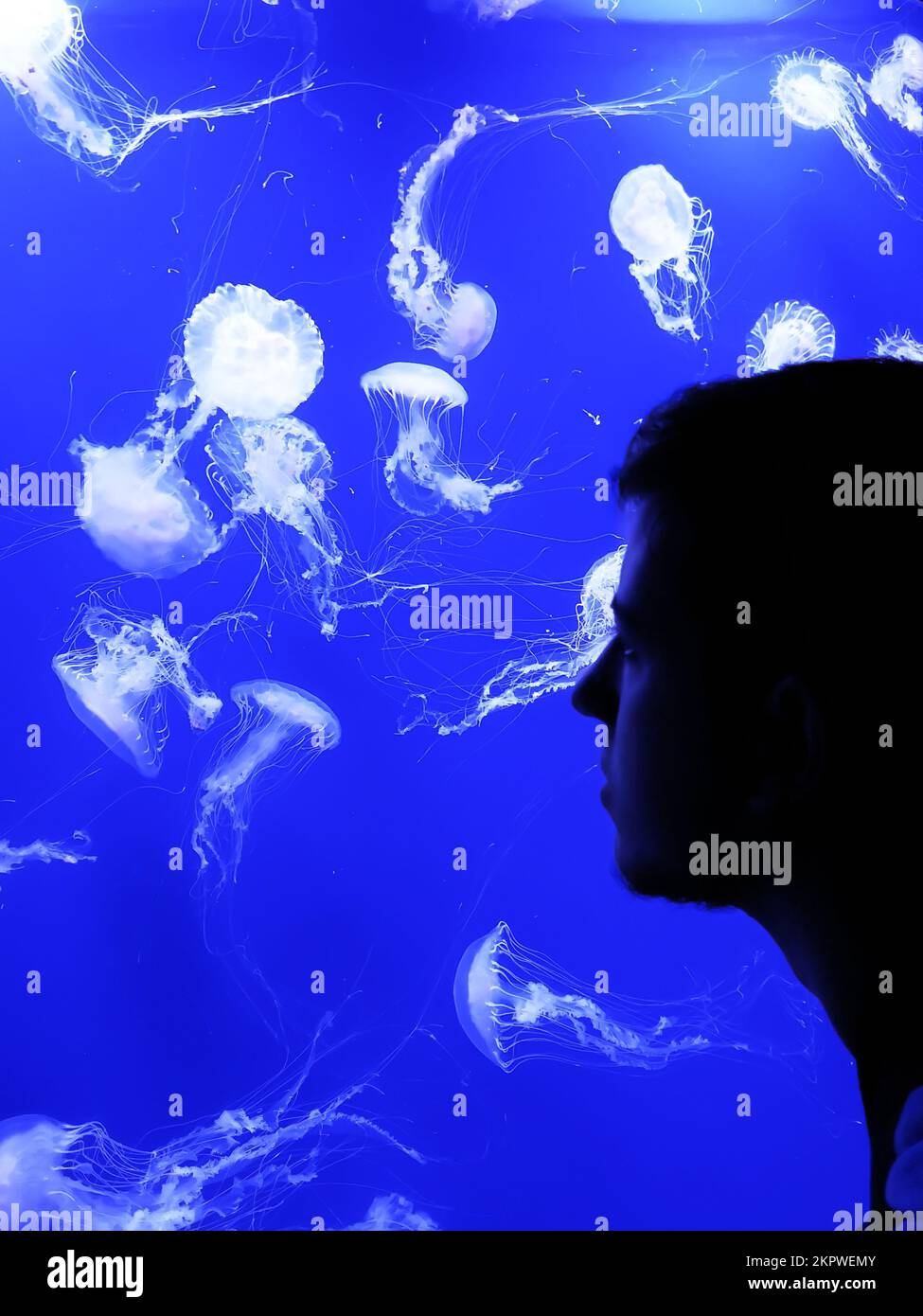 Silhouette d'un jeune homme qui regarde une cabane de méduses nageant dans un aquarium Banque D'Images