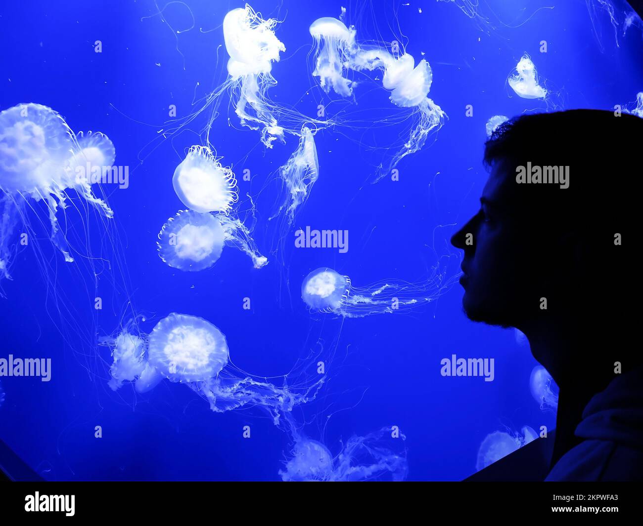 Silhouette d'un jeune homme qui regarde une cabane de méduses nageant dans un aquarium Banque D'Images