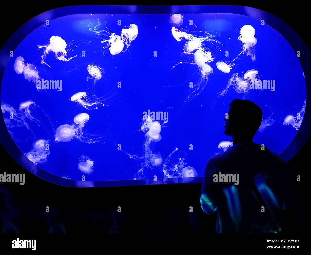 Silhouette d'un jeune homme qui regarde une cabane de méduses nageant dans un aquarium Banque D'Images