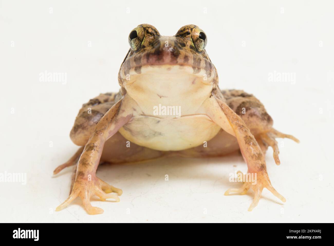 Crabe mangeant grenouille ou grenouille de mangrove Fejervarya cancrivora isolé sur fond blanc Banque D'Images