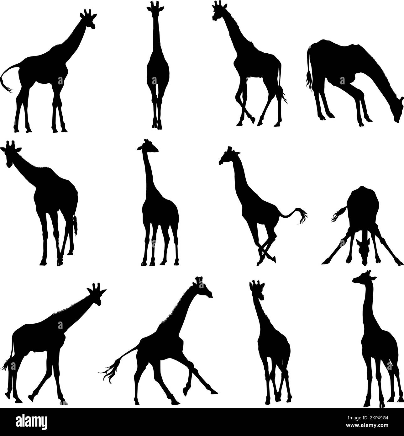Ensemble de silhouette de girafe dans différentes poses dessin animé animal dessin animé illustration vectorielle plat isolé sur fond blanc Illustration de Vecteur