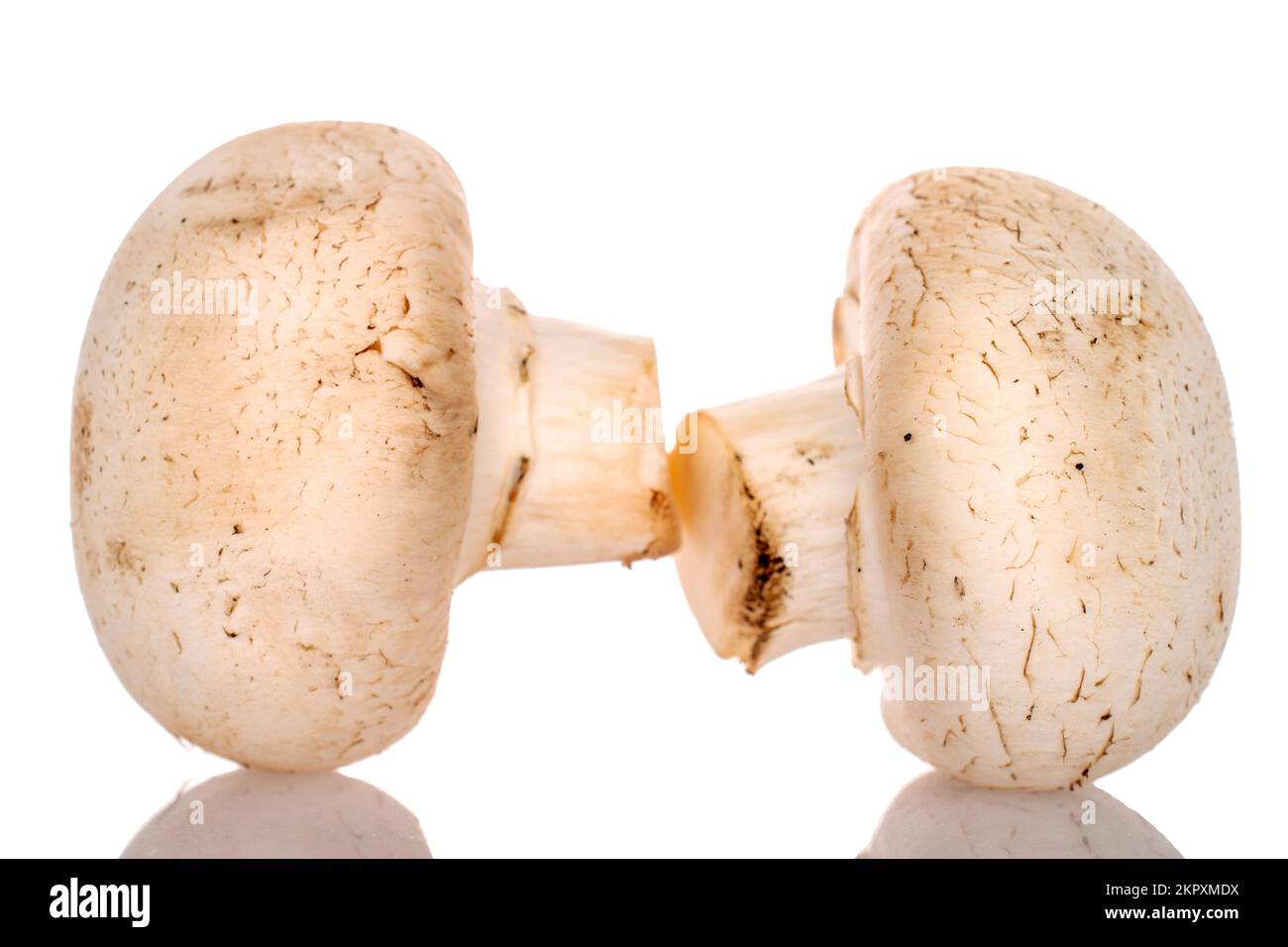 Deux champignons frais bio appétissants sur fond blanc. Banque D'Images