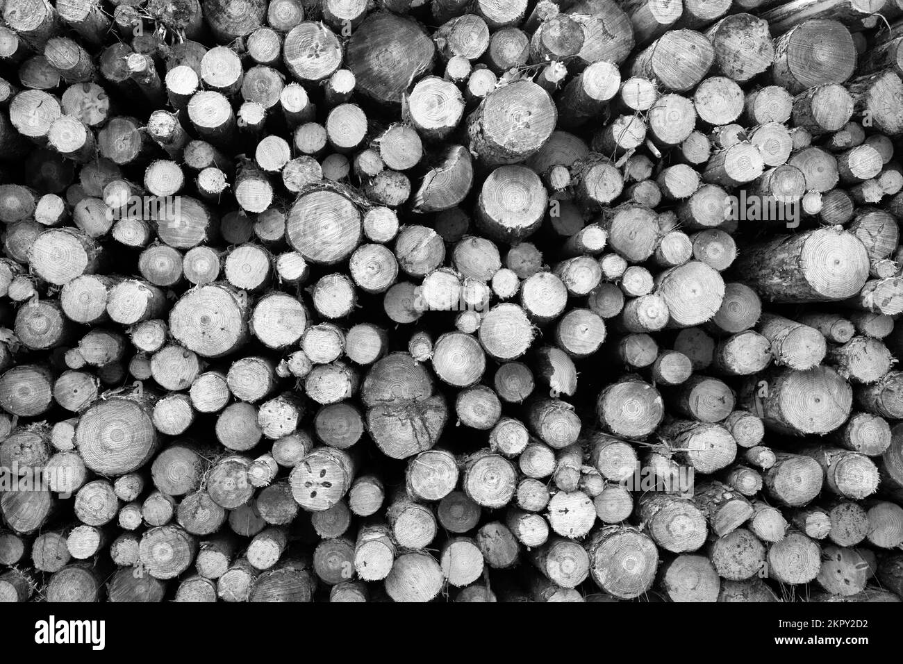 Image monochrome de la pile de bois dans la forêt de Blean, Kent, Angleterre Banque D'Images