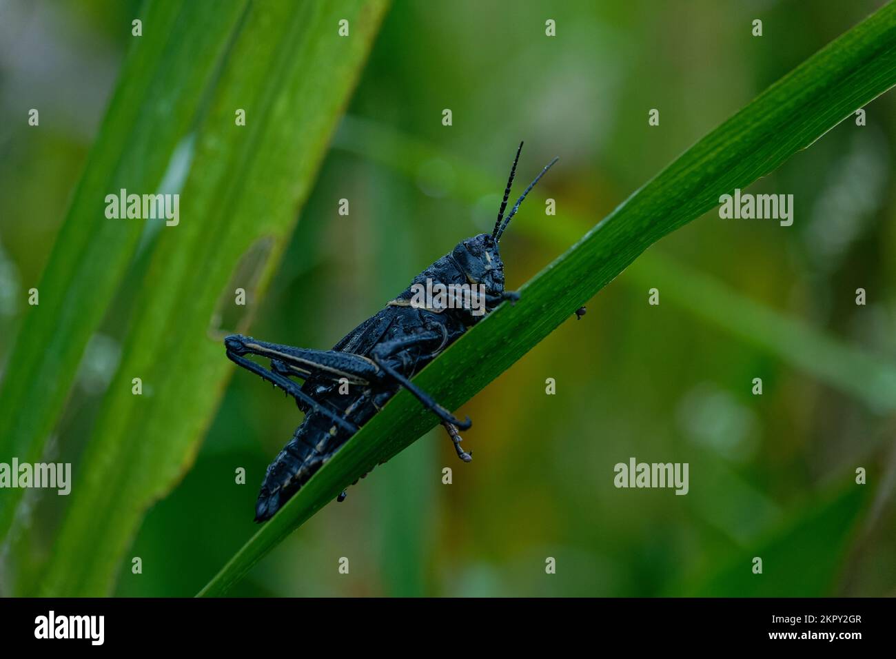 Eastern Lubber Grasshopper Banque D'Images