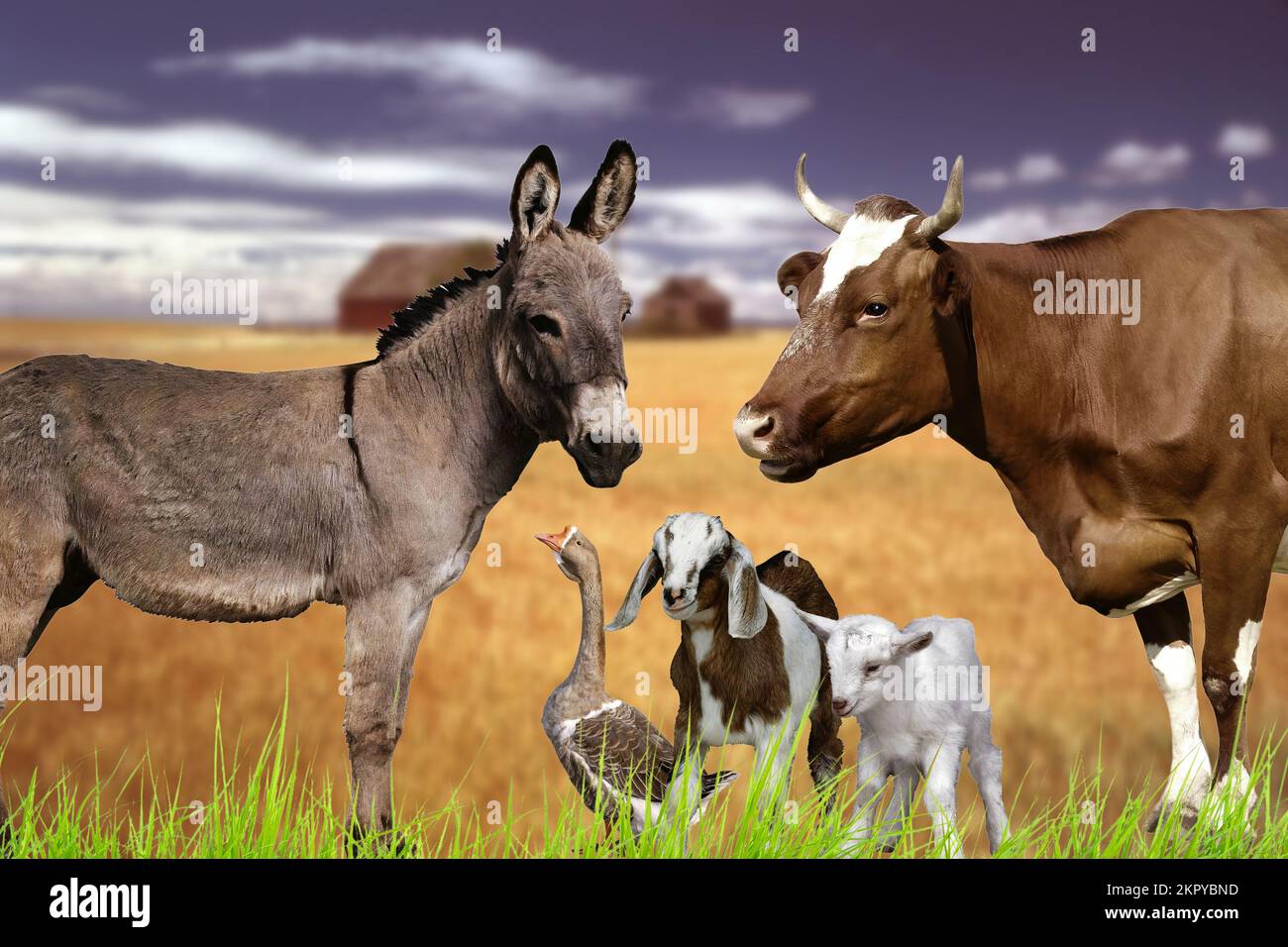 Animaux de la ferme Banque D'Images
