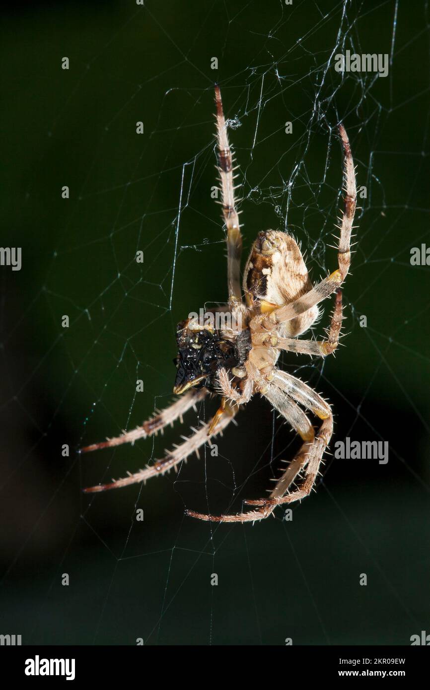 Araignée de jardin européenne (Araneus Diadematus) mangeant des proies (guêpe ou mouche) sur une toile dans un jardin britannique Banque D'Images