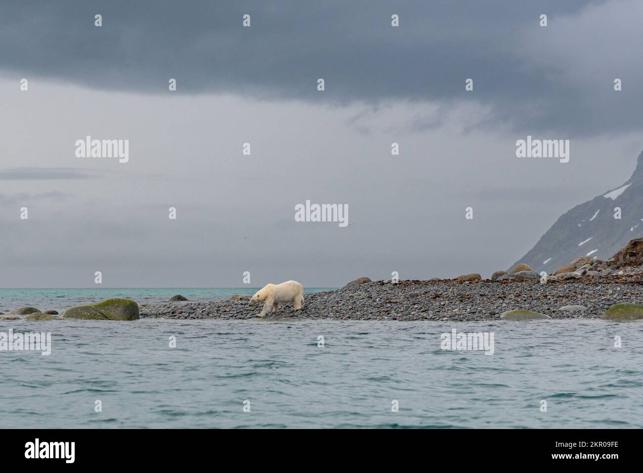 Ours polaire sur la plage Banque de photographies et d’images à haute