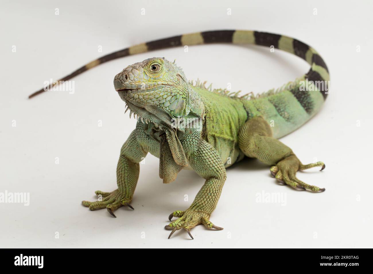 Grand lézard vert Iguana isolé sur fond blanc Banque D'Images