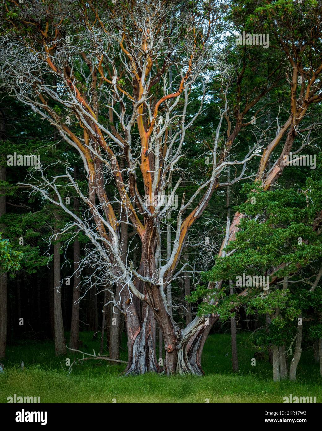 Magnifique arbre dans le parc provincial Helliwell, île Hornby, Colombie-Britannique, Canada Banque D'Images Magnifique arbre dans le parc provincial Helliwell, île Hornby, Colombie-Britannique, Canada Banque D'Images