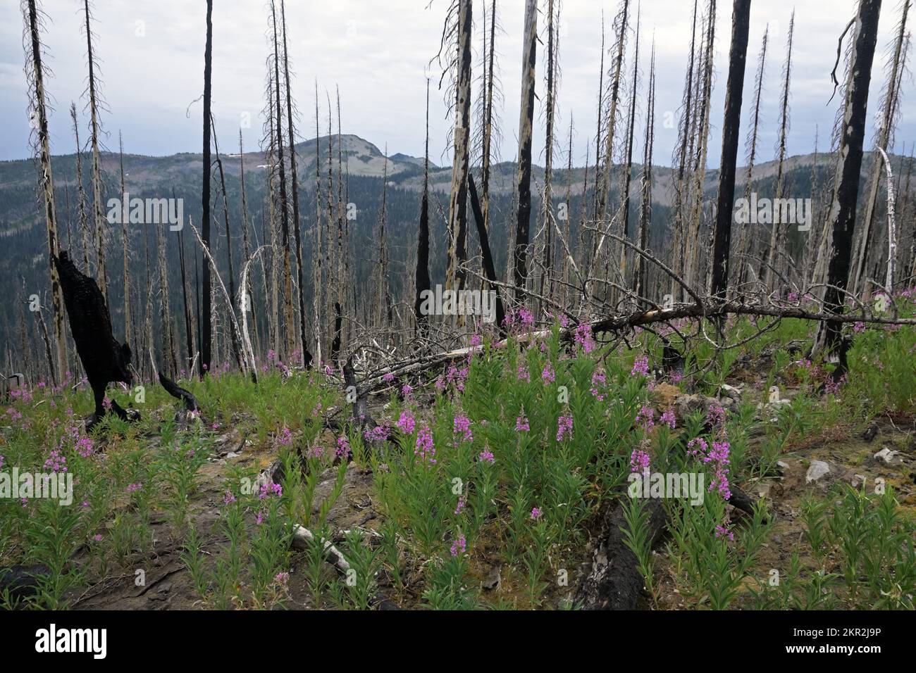 Le Fireweed grandit après le feu de Davis dans les montagnes Purcell. Kootenai NF, zone pittoresque de Northwest Peak, nord-ouest du Montana. (Photo de Randy Beacham) Banque D'Images