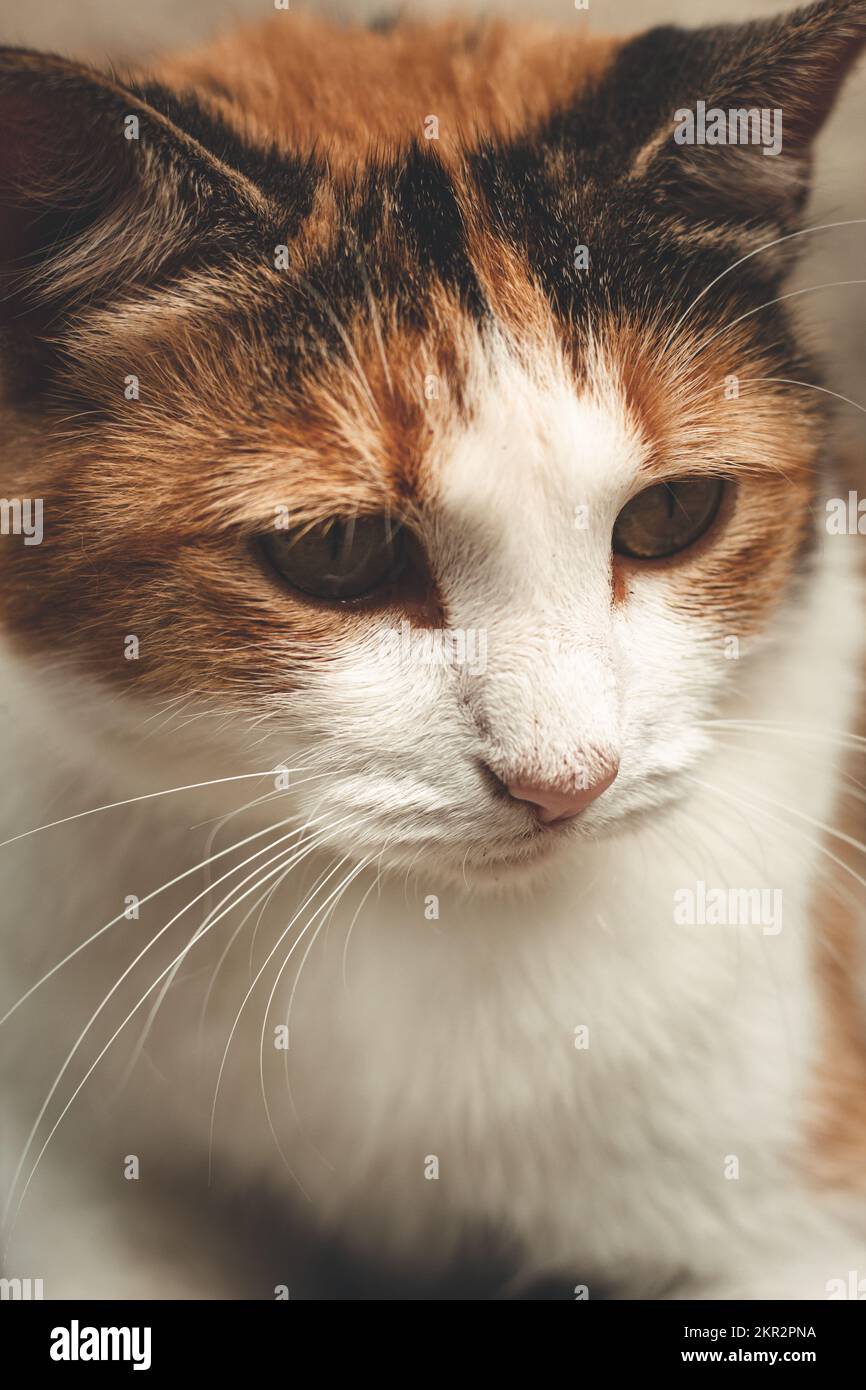 Chat d'animal de compagnie regardant tranquillement sur le côté Banque D'Images