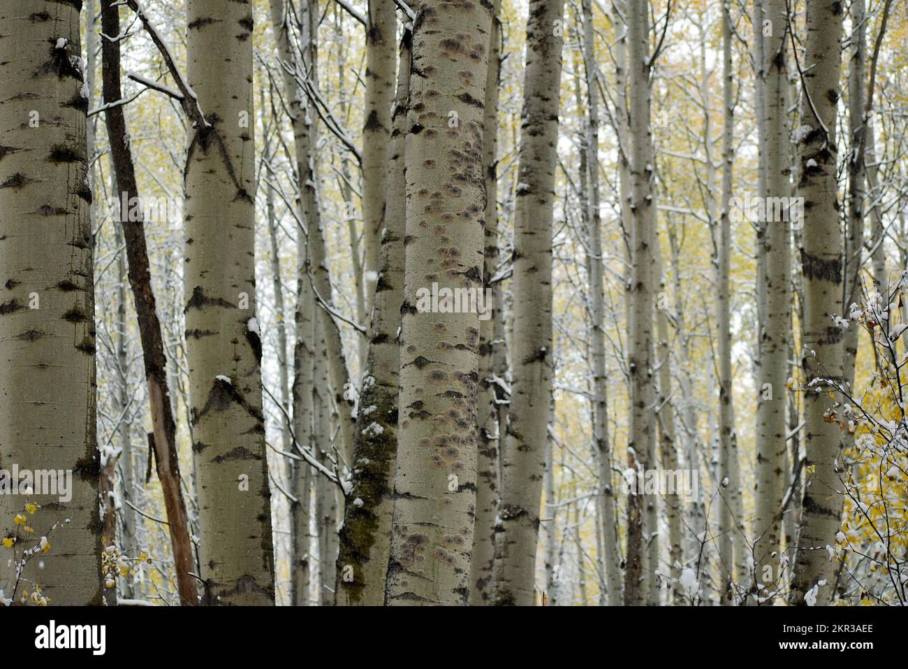 Trunks d'Aspen Forest Tree Banque D'Images