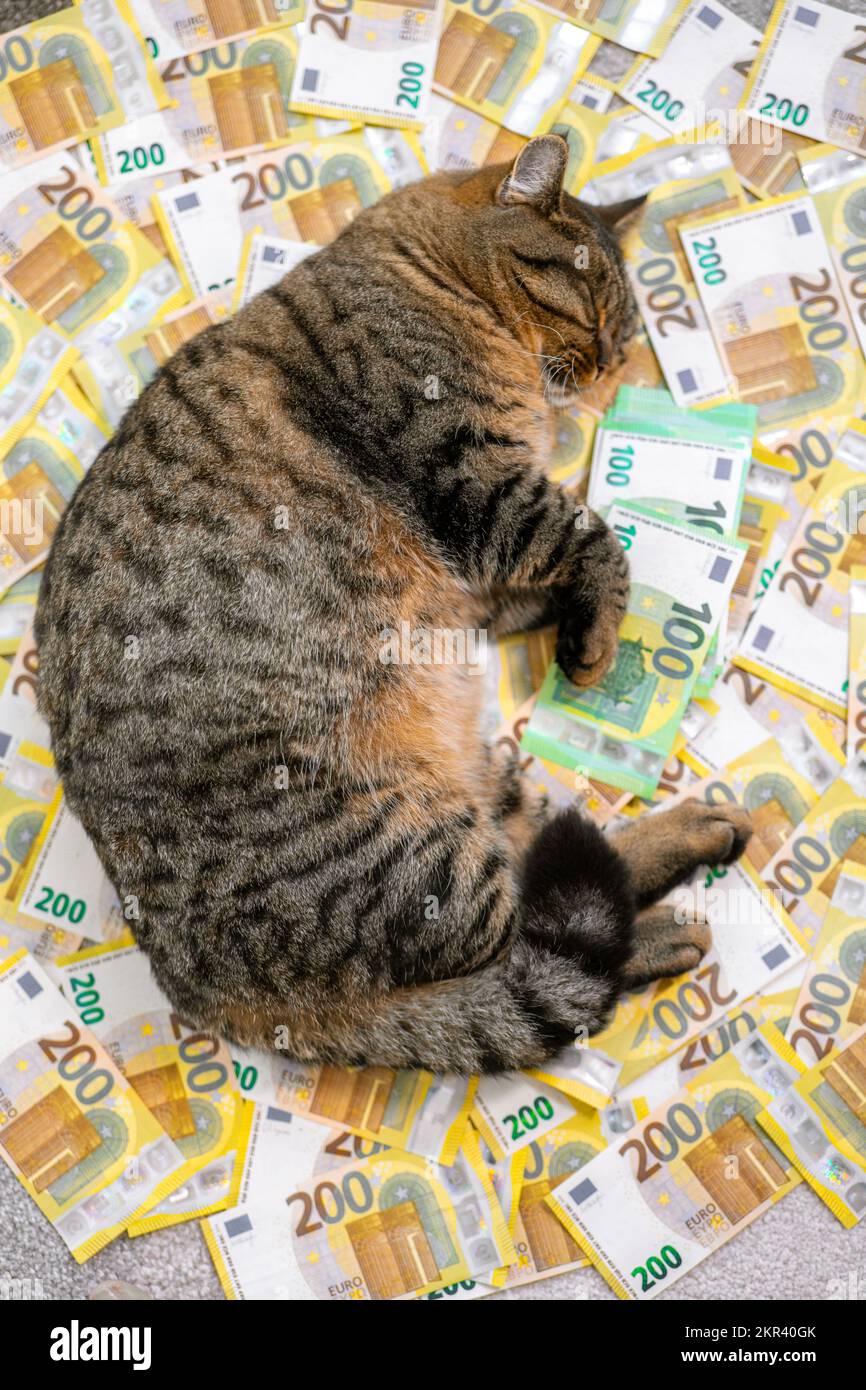 frais services vétérinaires pour animaux de compagnie. Sleeping Striped Cat avec un paquet d'euros sur les billets en euros arrière-plan.le coût de garder un chat en Europe.PET Banque D'Images