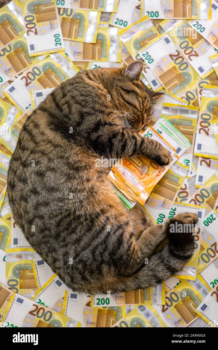 Frais Cat.coût des services vétérinaires pour les animaux de compagnie. Sleeping Striped chat avec un paquet d'euros .le coût de garder un chat en Europe.PET dépenses en UE Banque D'Images