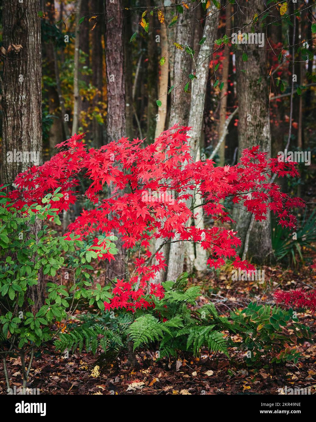 Acer palmatum, l'érable japonais, avec des feuilles rouge vif est un membre de la famille de l'érable japonais, en pleine couleur d'automne. Banque D'Images