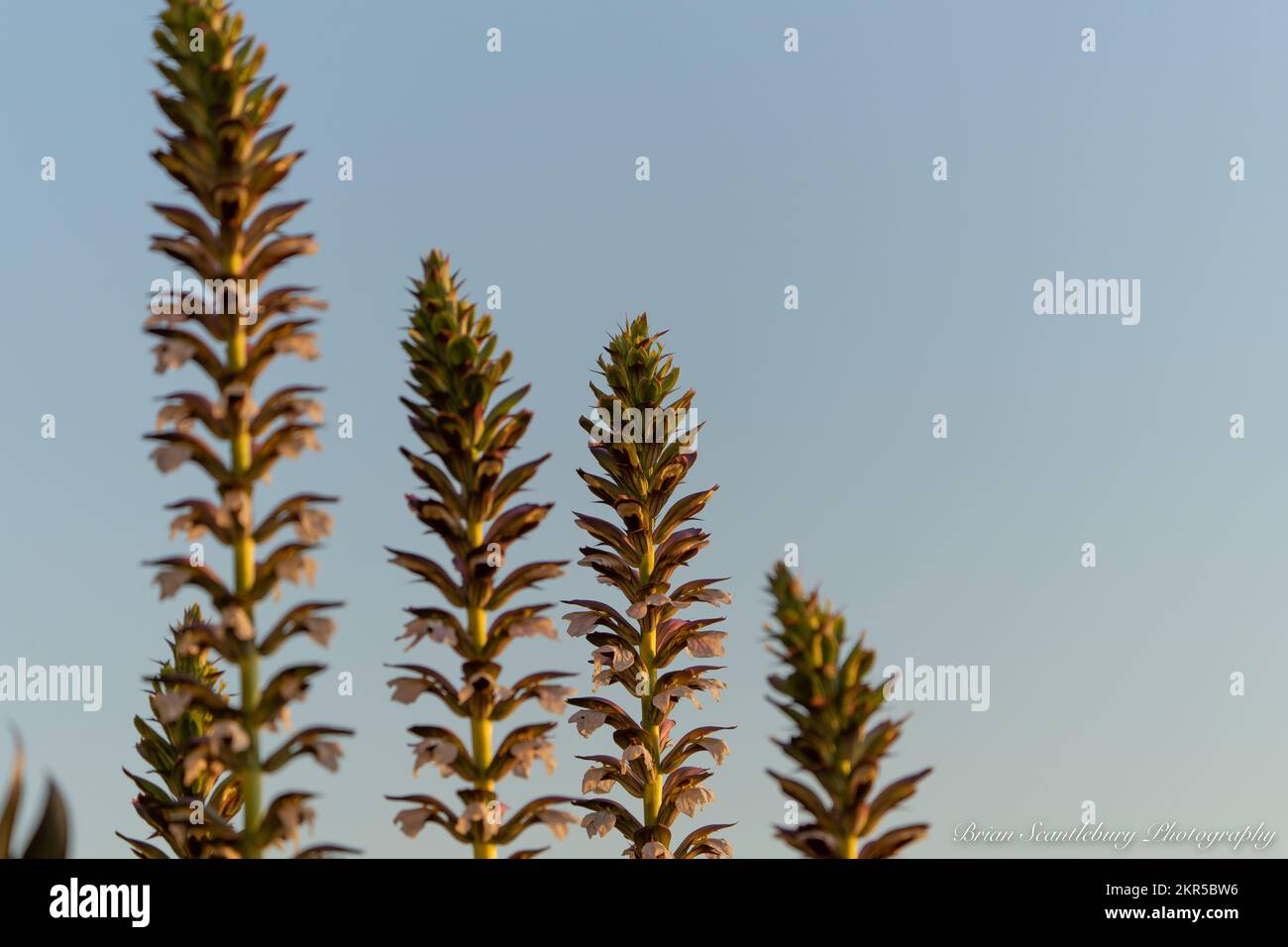 Acanthus mollis bears breeches Banque de photographies et d’images à