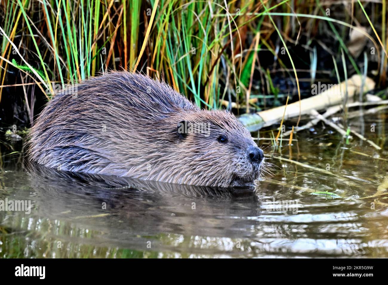 Un castor canadien sauvage, 'Castor canadensis', se reposant dans une zone isolée de son étang de castors. Banque D'Images