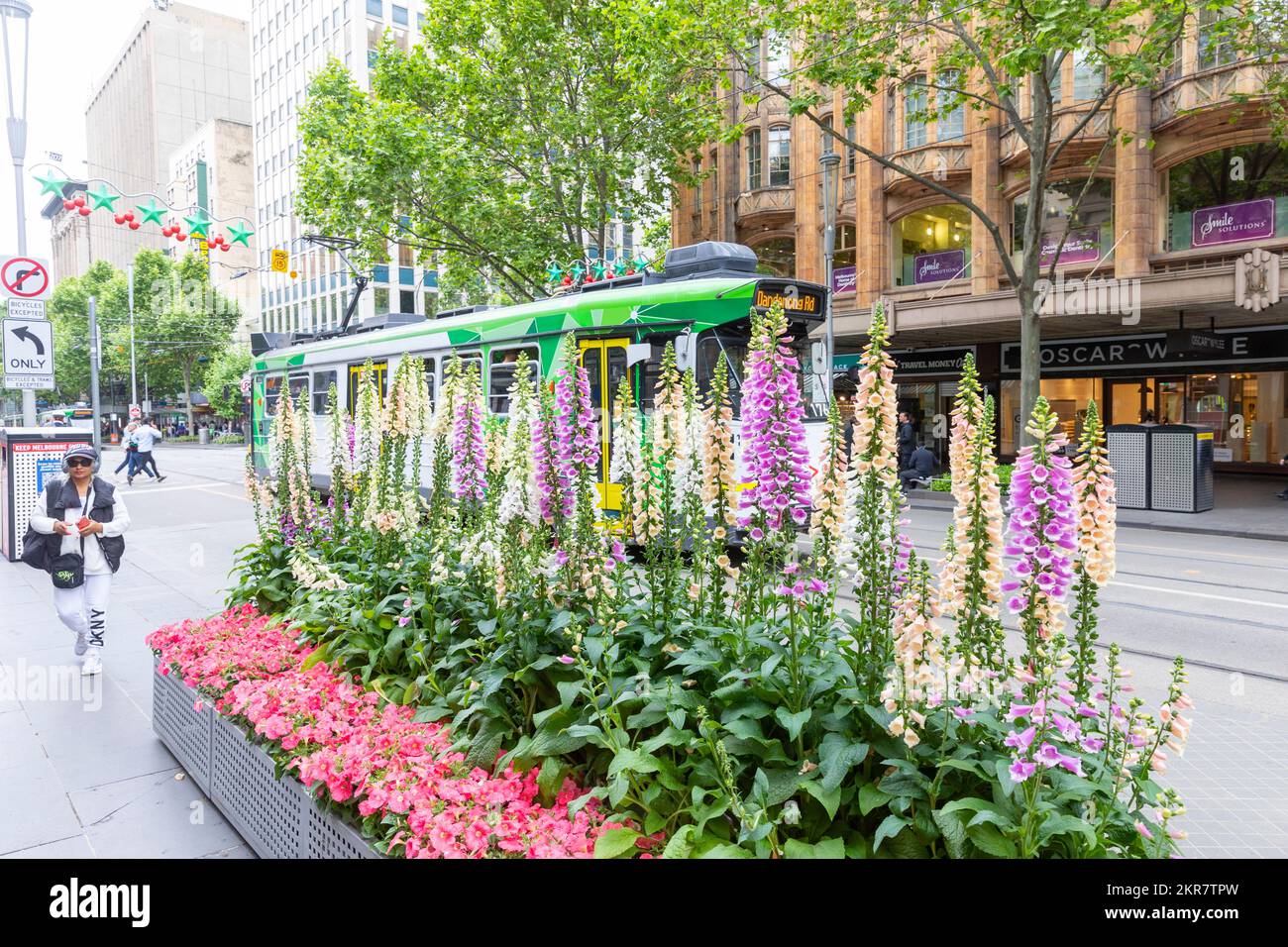 Foxgloves Digitalis et d'autres vivaces fleurissent à Melbourne Vic en dehors de l'hôtel de ville de Melbourne avec passage du tram, Melbourne, Australie printemps 2022 Banque D'Images
