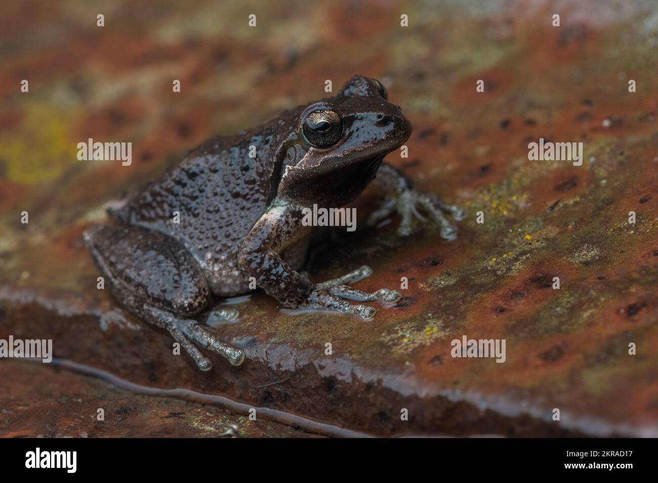 Un chœur de grenouille d'arbre sierran ou de grenouille du pacifique d'une nuit pluvieuse en Californie. Banque D'Images