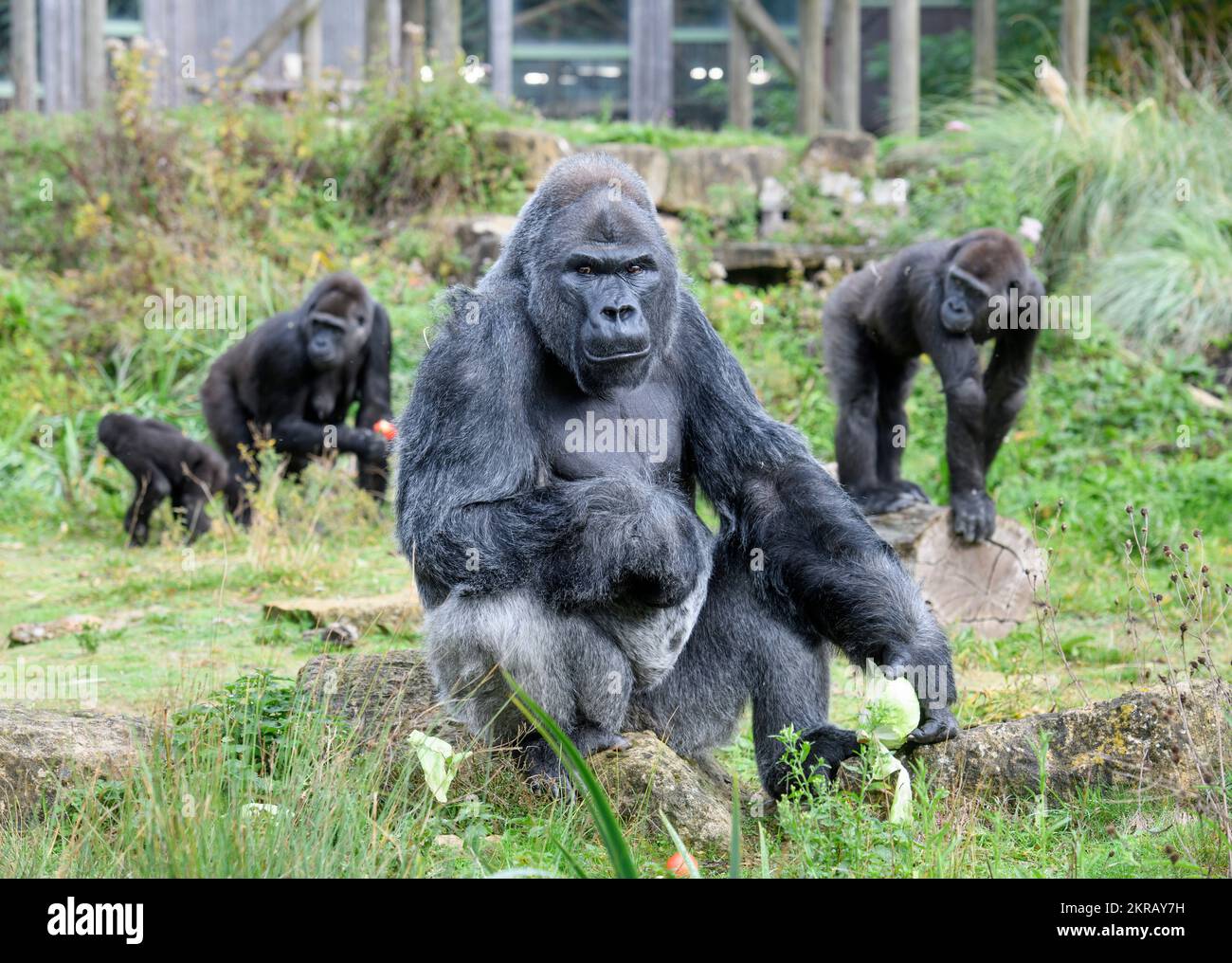 Jock The Silverback Lowland Gorilla au zoo de Bristol. Banque D'Images