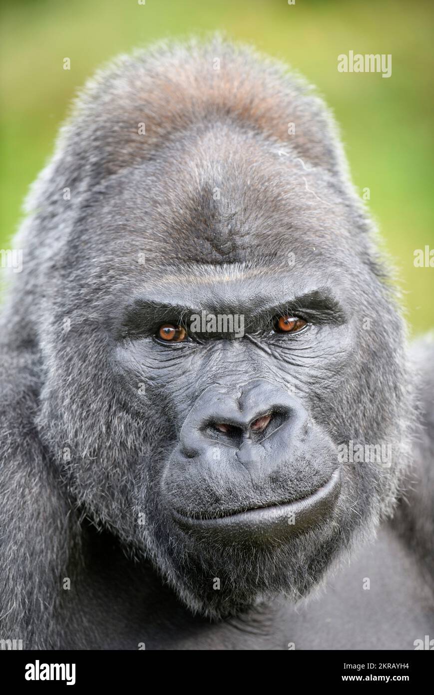 Jock The Silverback Lowland Gorilla au zoo de Bristol. Banque D'Images