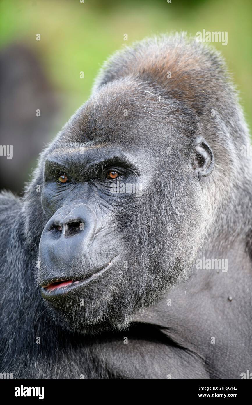 Jock The Silverback Lowland Gorilla au zoo de Bristol. Banque D'Images
