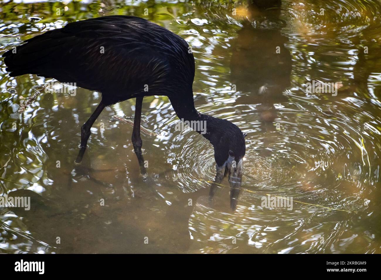 L'Openbill africain (Anastomus lamelligerus) marchant dans l'eau Banque D'Images