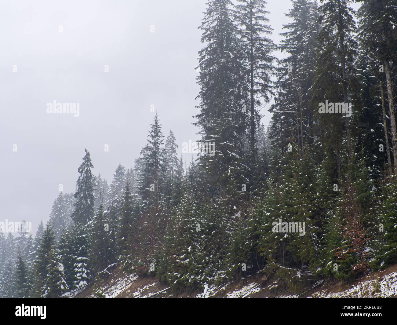 Forêt d'hiver dans les Carpates Banque D'Images