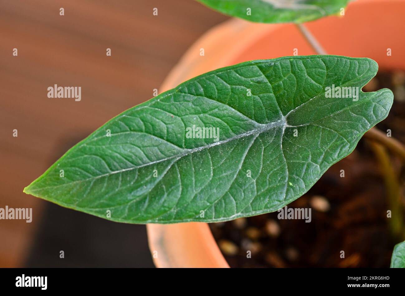 Alocasia Scalprum dans le jardin Banque D'Images