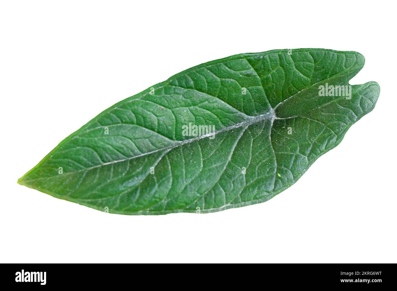 Alocasia Scalprum sur fond blanc Banque D'Images