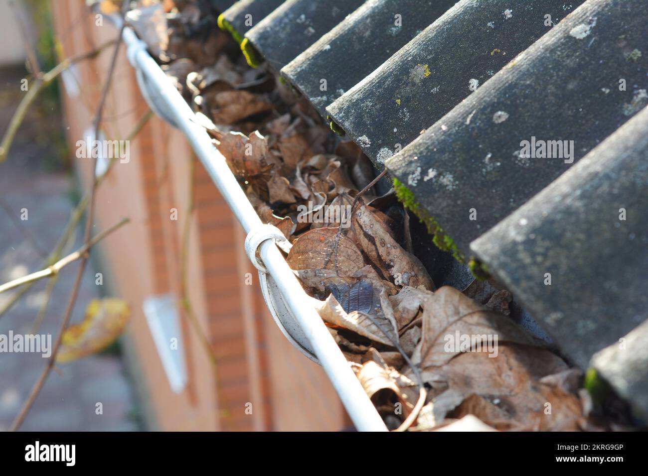 Canalisation de gouttière obstruée avec des feuilles tombées. Concept de nettoyage des gouttières de toit. Banque D'Images