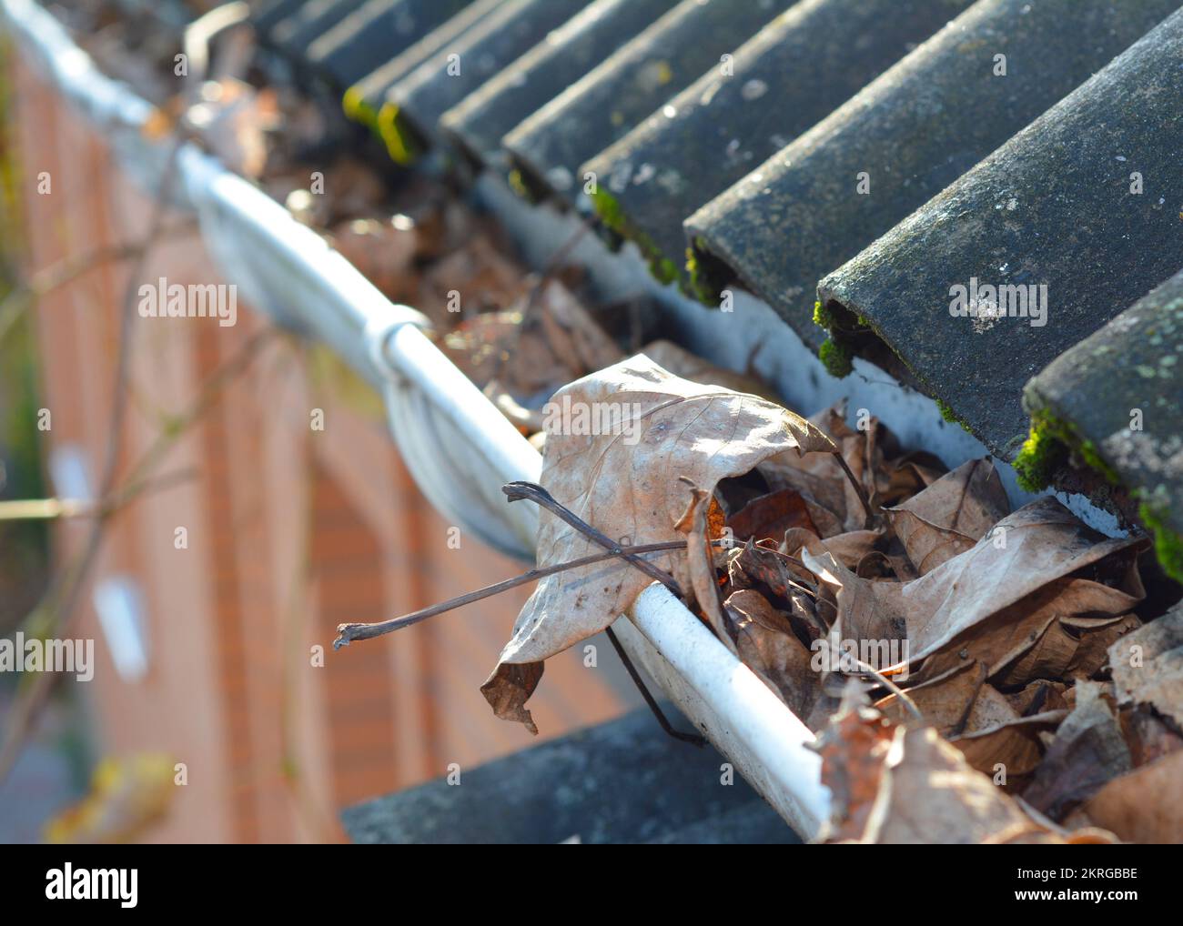 Problème courant causé par des gouttières obstruées par des feuilles d'automne. Débouchez les gouttières et nettoyez les tuyaux de descente. Banque D'Images