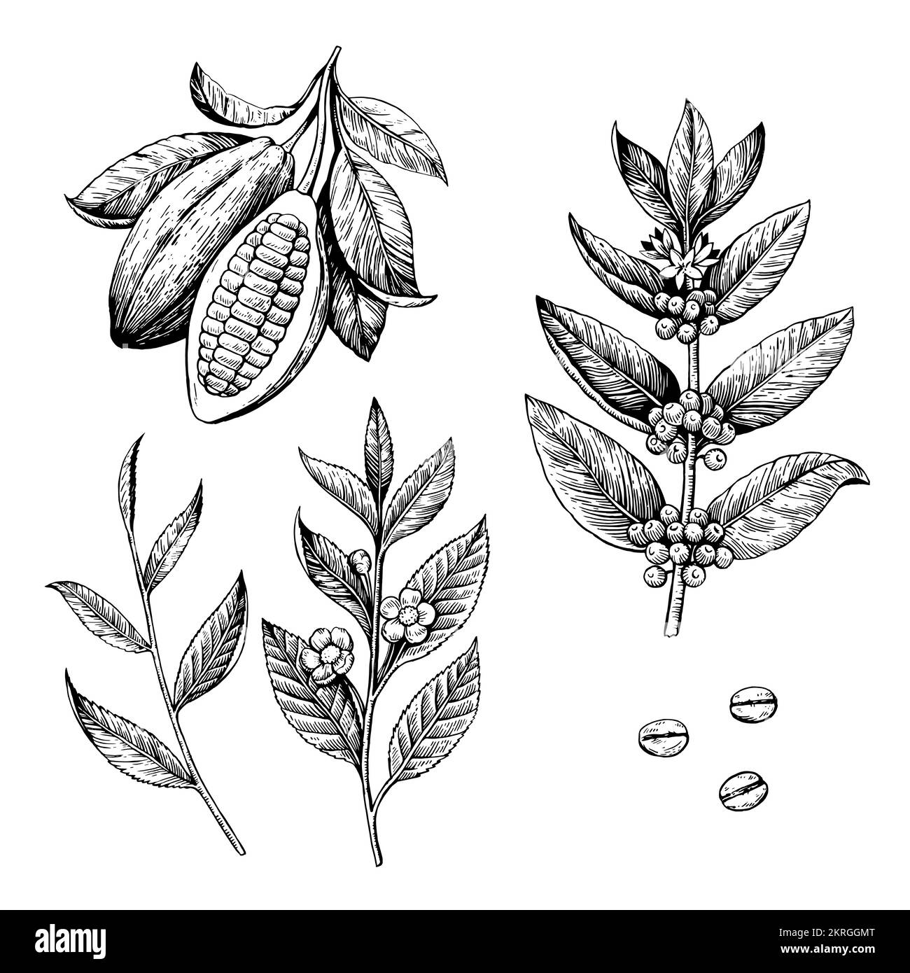 Fèves de cacao, thé et branches de café. Illustration vectorielle de style gravure isolée sur fond blanc. Illustration de Vecteur