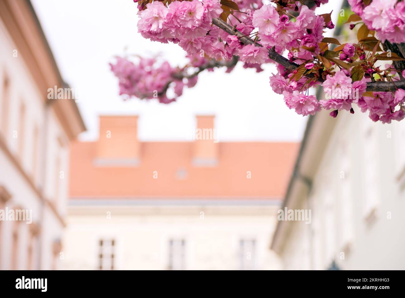 Branche de sakura en fleur contre l'ancien bâtiment de la ville Banque D'Images
