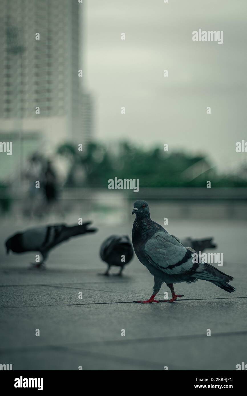 Un troupeau de pigeons dans le centre-ville de Singapour Banque D'Images