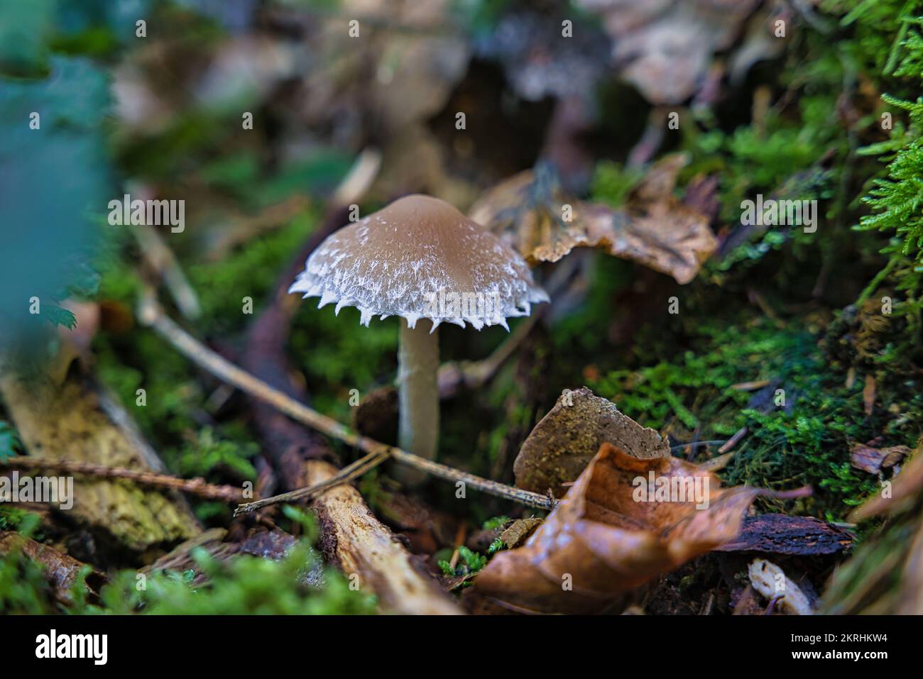 Photo macro d'une psathyrella artemisiae ou d'un muerbling wolliger dans une forêt allemande Banque D'Images