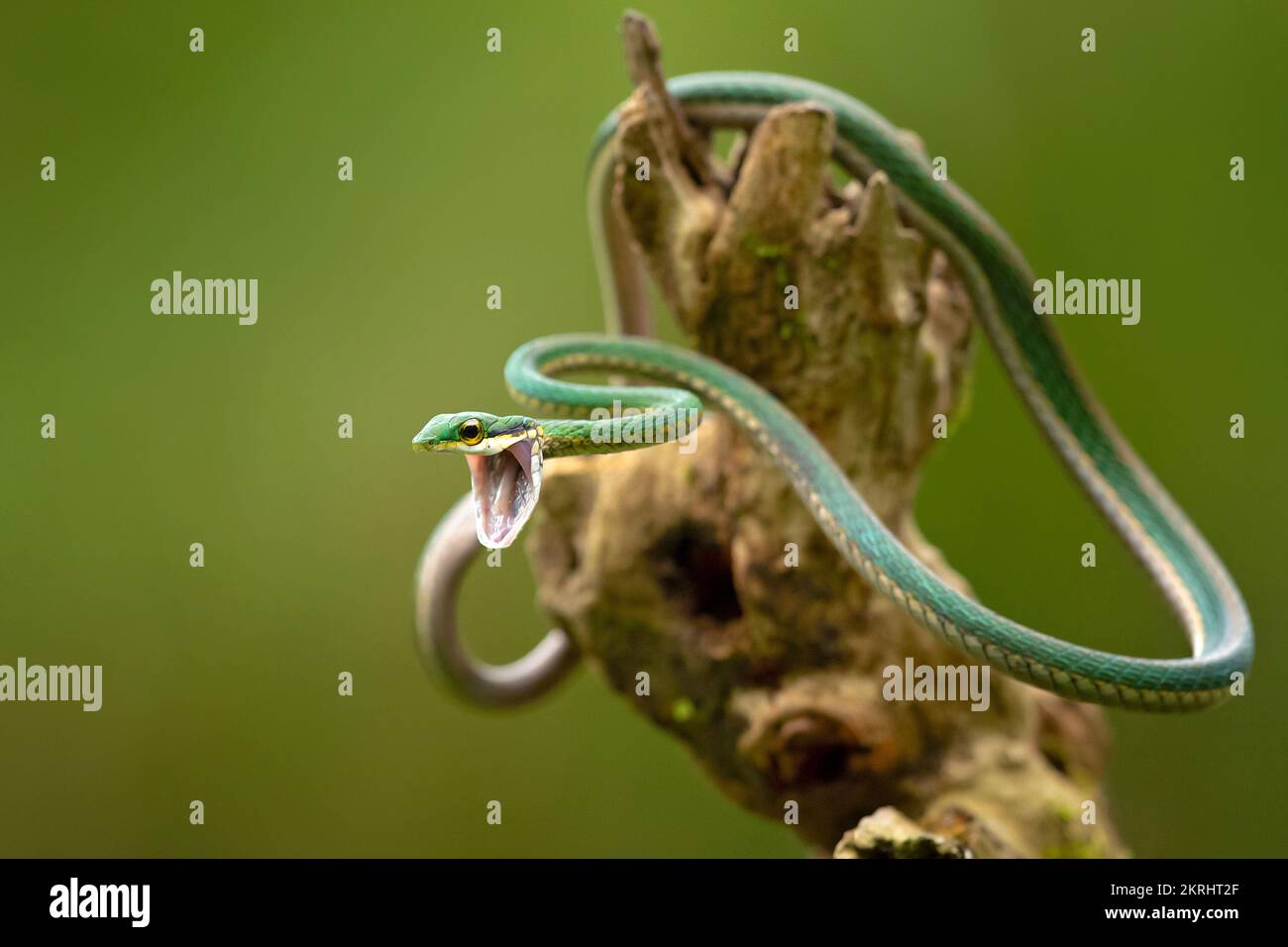 Serpent de perroquet Banque D'Images
