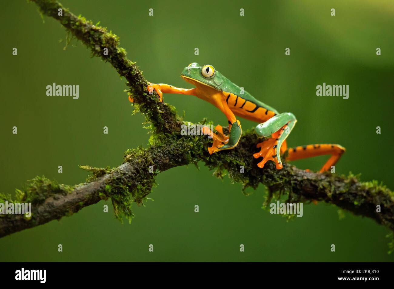 Magnifique grenouille à feuilles Banque D'Images
