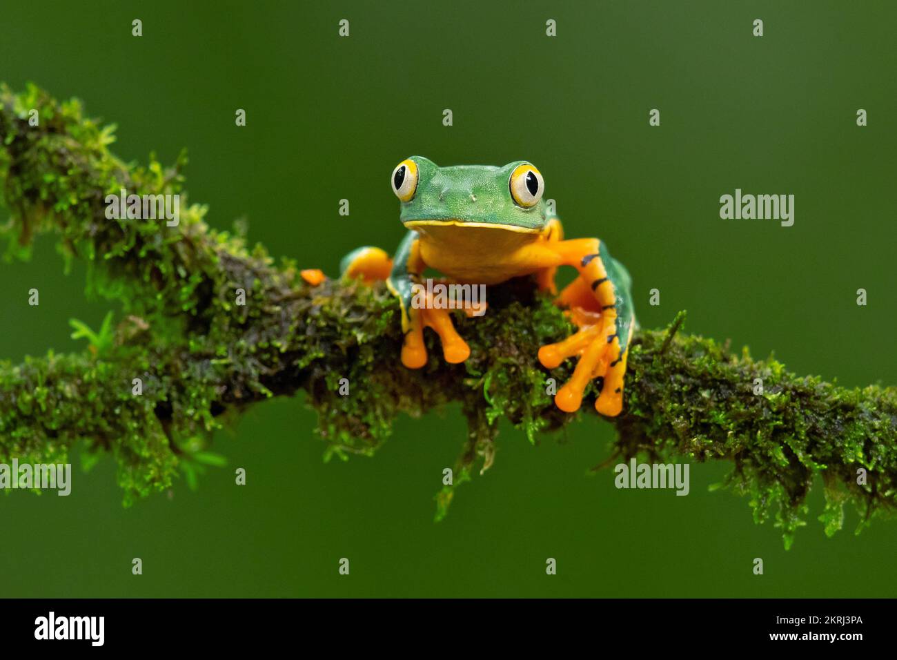 Magnifique grenouille à feuilles Banque D'Images