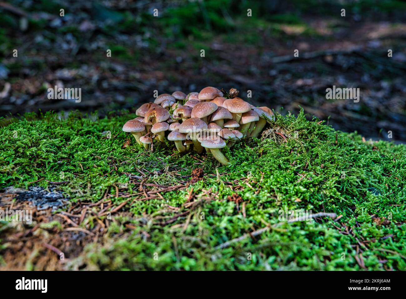 Tuft de soufre non comestible ou mélomane en grappes. Hypholoma fasciculare, tuft de soufre ou mélomane en grappes. Banque D'Images