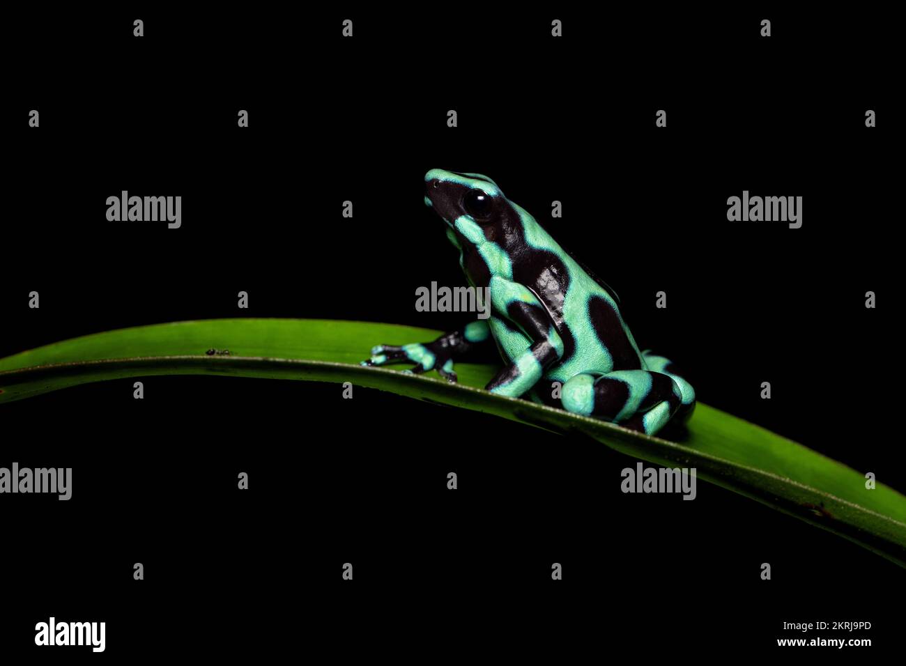 Green and black poison dart frog Banque D'Images