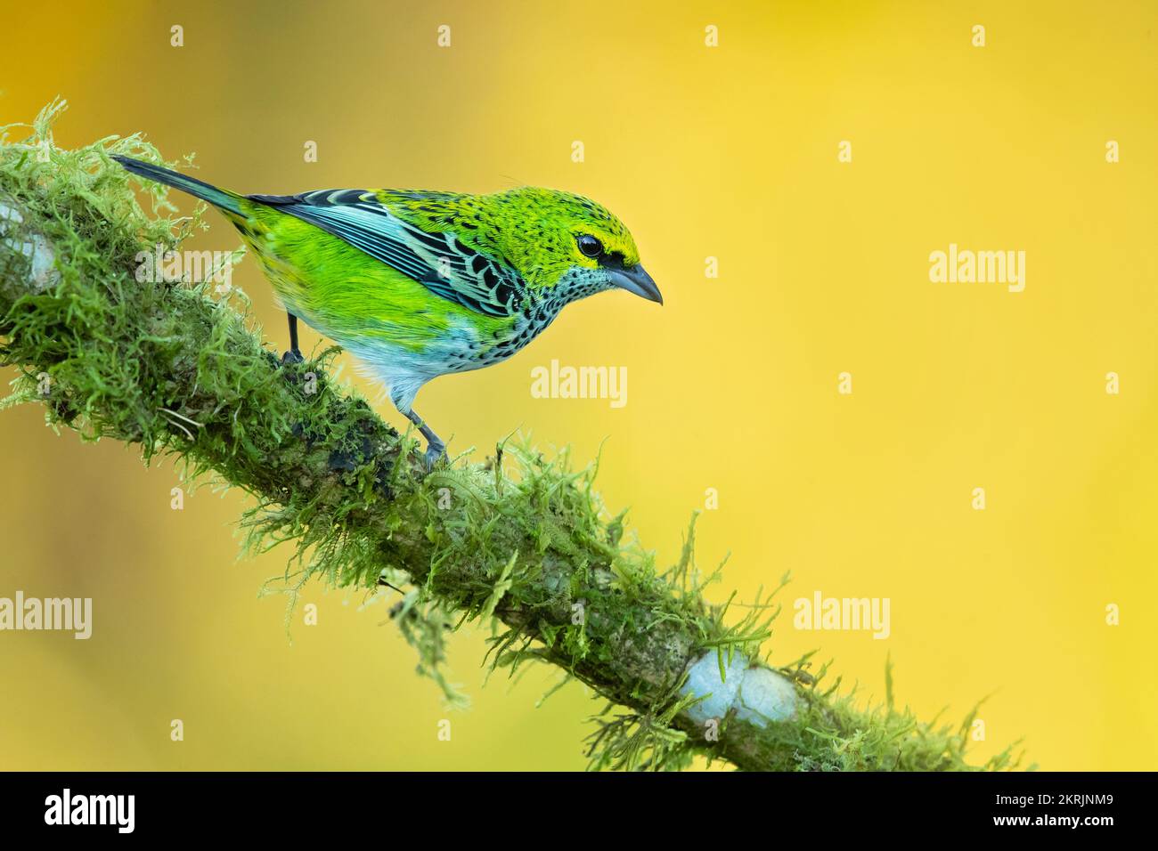 tanager moucheté Banque D'Images