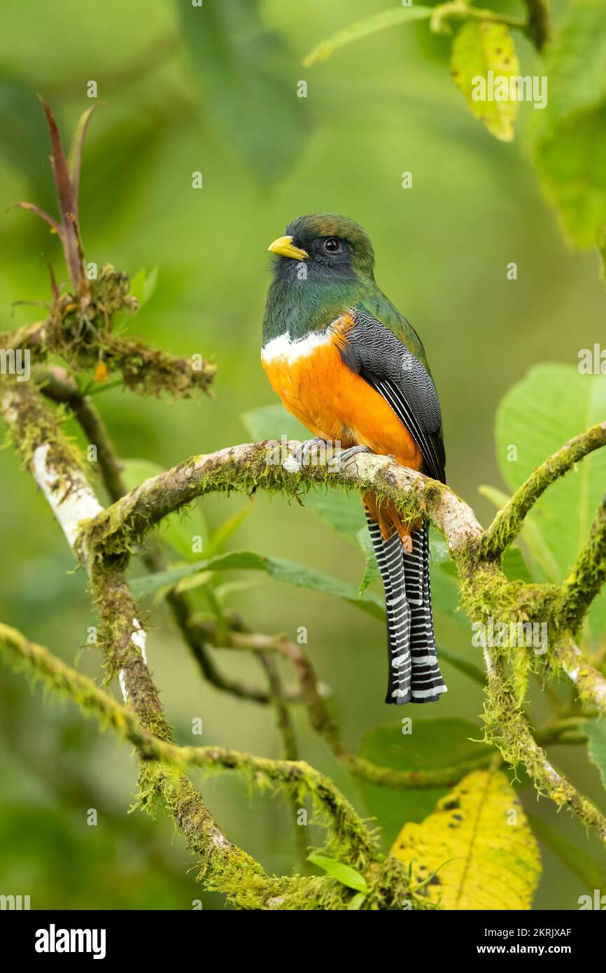 trogon à collier Banque D'Images