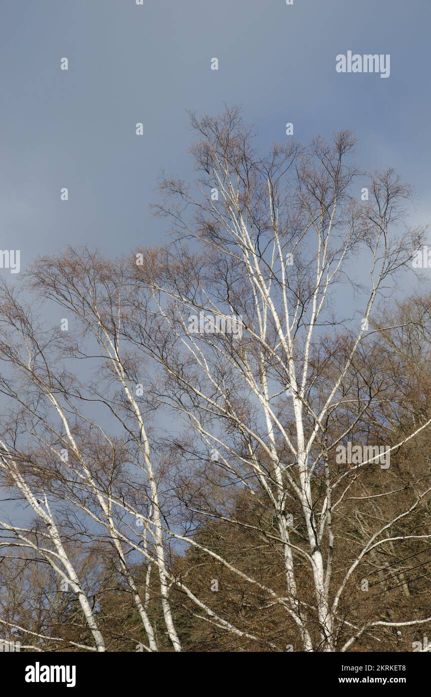 Bouleau blanc japonais Betula platyphilla var. japonica. Yumoto. Parc national de Nikko. Japon. Banque D'Images